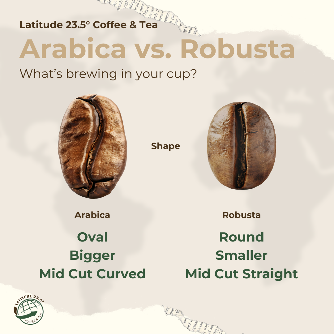 Arabica vs. Robusta: Understanding the Key Differences